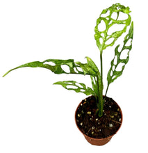 Load image into Gallery viewer, Monstera obliqua “Perù” la regina delle rarità! Una pianta caratterizzata da grandi foglie ovali con finestrature da rendere le sue foglie scheletriche! Da non confondersi con la più comune Monstera Adansonii, con perforazioni dalle dimensioni più ridotte e la facilità con cui si trova.