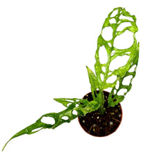 Load image into Gallery viewer, Monstera obliqua “Perù” la regina delle rarità! Una pianta caratterizzata da grandi foglie ovali con finestrature da rendere le sue foglie scheletriche! Da non confondersi con la più comune Monstera Adansonii, con perforazioni dalle dimensioni più ridotte e la facilità con cui si trova.