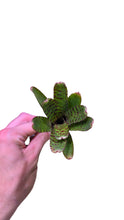 Load image into Gallery viewer, Con un'altezza di soli 10 cm circa, Neoregelia punctatissima è una delle più piccole bromelie naturali di questo genere. Nell'habitat naturale in Brasile, colonizza i rami dei grandi giganti della giungla e vi forma grandi colonie.