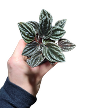 Carica l'immagine nel visualizzatore di Gallery, La Peperomia caperata è una pianta ornamentale da appartamento caratterizzata da foglie piccole, spesse e ondulate, di un verde intenso, spesso con sfumature rosse o bronzo.