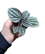 Carica l'immagine nel visualizzatore di Gallery, La Peperomia caperata è una pianta ornamentale da appartamento caratterizzata da foglie piccole, spesse e ondulate, di un verde intenso, spesso con sfumature rosse o bronzo.