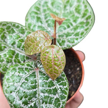 Carica l'immagine nel visualizzatore di Gallery, Il Piper ornatum è una delle piante tropicali più affascinanti e decorative, amatissima dai collezionisti per le sue foglie vellutate, scure e riccamente venate. Originaria delle foreste pluviali dell’Indonesia e della Nuova Guinea, questa specie rampicante appartiene alla famiglia delle Piperaceae, la stessa del pepe nero (Piper nigrum), ma è coltivata esclusivamente per scopi ornamentali.