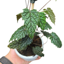 Carica l'immagine nel visualizzatore di Gallery, La Pterisanthes sp. ‘Papua’ è una pianta rampicante rara e straordinaria appartenente alla famiglia delle Vitaceae, la stessa della vite. Originaria delle foreste pluviali primarie della Papua Nuova Guinea, questa specie cresce in ambienti ombrosi, umidi e ricchissimi di biodiversità. È una pianta che, più che decorare, racconta un ecosistema intero con le sue forme e colori selvatici.