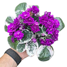 Carica l'immagine nel visualizzatore di Gallery, La Saintpaulia variegata, spesso chiamata anche African Violet variegata, è una pianta da collezione delicata e affascinante, apprezzata non solo per i suoi fiori, ma per il fogliame unico variegato, che la distingue da tutte le altre varietà di violette africane. Originaria delle zone tropicali montane della Tanzania e del Kenya, la Saintpaulia è da decenni protagonista degli interni grazie al suo portamento compatto e alla sua capacità di fiorire a lungo.