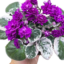 Carica l'immagine nel visualizzatore di Gallery, La Saintpaulia variegata, spesso chiamata anche African Violet variegata, è una pianta da collezione delicata e affascinante, apprezzata non solo per i suoi fiori, ma per il fogliame unico variegato, che la distingue da tutte le altre varietà di violette africane. Originaria delle zone tropicali montane della Tanzania e del Kenya, la Saintpaulia è da decenni protagonista degli interni grazie al suo portamento compatto e alla sua capacità di fiorire a lungo.