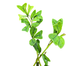 Load image into Gallery viewer, La Schefflera triangularis è una rarità botanica di sorprendente eleganza, apprezzata da collezionisti e designer di interni per la sua forma unica e architettonica. Appartenente alla famiglia delle Araliaceae, questa pianta tropicale proviene dalle regioni subtropicali del Sud-Est Asiatico, dove cresce come arbusto o piccolo albero sotto la copertura della giungla.