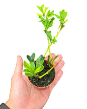 Load image into Gallery viewer, La Schefflera triangularis è una rarità botanica di sorprendente eleganza, apprezzata da collezionisti e designer di interni per la sua forma unica e architettonica. Appartenente alla famiglia delle Araliaceae, questa pianta tropicale proviene dalle regioni subtropicali del Sud-Est Asiatico, dove cresce come arbusto o piccolo albero sotto la copertura della giungla.