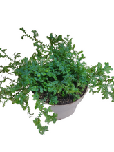 Load image into Gallery viewer, Selaginella uncinata - NG Terrariums