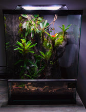 Load image into Gallery viewer, Terrario completo naturalistico allestito, comprensivo di illuminazione standard led 6500k. Bioattivo e piantumato, realizzato per Dendrobates o piccoli gechi tropicali.