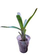 Carica l'immagine nel visualizzatore di Gallery, Sotto una ottima luce artificiale svilupperà motivi e punti tigrati dal rosa brillante al rosso sulle bellissime foglie compatte. Per risultati ottimali, questa bromelia dovrebbe essere sempre posizionata sotto le nostre luci a LED Skylight. Ci vuole tempo perché si formino le propaggini alla base di questa bromelia. Riceverai piante mature di circa 10-20 centimetri senza vaso.