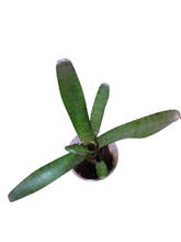 Carica l'immagine nel visualizzatore di Gallery, Sotto una ottima luce artificiale svilupperà motivi e punti tigrati dal rosa brillante al rosso sulle bellissime foglie compatte. Per risultati ottimali, questa bromelia dovrebbe essere sempre posizionata sotto le nostre luci a LED Skylight. Ci vuole tempo perché si formino le propaggini alla base di questa bromelia. Riceverai piante mature di circa 10-20 centimetri senza vaso.