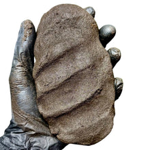 Load image into Gallery viewer, Argilla tropicale naturale per la modellazione di strutture decorative in terrari, paludari e progetti florovivaistici. Ideale per la realizzazione di sfondi, pareti e rilievi dall’aspetto realistico, consente di creare allestimenti durevoli e naturali, particolarmente indicati per ambienti tropicali ad alta umidità. È inoltre ottima per il fissaggio di bromeliacee e piante epifite all’interno di terrari pre-esistenti, senza alterarne l’equilibrio.