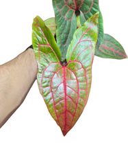 Carica l'immagine nel visualizzatore di Gallery, Il Cyrtosperma johnstonii è una pianta tropicale appartenente alla famiglia delle Araceae, apprezzata per le sue spettacolari foglie grandi, lobate e dal colore verde intenso con venature marcate. Originaria delle regioni umide del Sud-Est asiatico e del Pacifico, questa pianta cresce in ambienti paludosi e lungo i corsi d’acqua, rendendola ideale per terrari con alta umidità (70-90%).