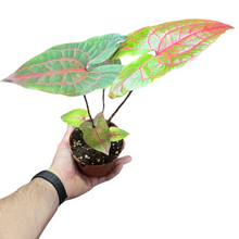 Carica l'immagine nel visualizzatore di Gallery, Il Cyrtosperma johnstonii è una pianta tropicale appartenente alla famiglia delle Araceae, apprezzata per le sue spettacolari foglie grandi, lobate e dal colore verde intenso con venature marcate. Originaria delle regioni umide del Sud-Est asiatico e del Pacifico, questa pianta cresce in ambienti paludosi e lungo i corsi d’acqua, rendendola ideale per terrari con alta umidità (70-90%).