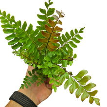 Carica l'immagine nel visualizzatore di Gallery, Un’eleganza antica in veste tropicale: la Didymochlaena truncatula, conosciuta anche come “felce castagno”, è una felce ornamentale affascinante e insolita, originaria delle foreste tropicali umide di Asia e Africa. In natura cresce sotto la copertura della giungla, sviluppandosi come felce terrestre vigorosa che forma ciuffi imponenti e decorativi.