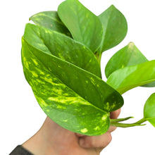 Carica l'immagine nel visualizzatore di Gallery, Un grande classico del verde da interni: l’Epipremnum pinnatum ‘Aureum’, conosciuto comunemente come Pothos dorato, è una delle piante d’appartamento più amate e versatili al mondo. Originario delle foreste tropicali del Sud-Est asiatico e delle isole del Pacifico, in natura cresce come rampicante vigoroso, arrampicandosi sugli alberi e sviluppando foglie sempre più grandi e fenestrate con l’età.