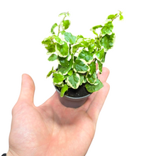 Load image into Gallery viewer, Il Ficus pumila "bellus" non è ancora una varietà rampicante di Ficus molto popolare. A differenza di altri Ficus famosi, ad esempio il Ficus Robusta, cresce fino a una dimensione piuttosto piccola di 80-100 cm.