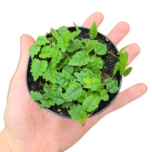 Carica l'immagine nel visualizzatore di Gallery, Il Ficus scandens ‘Quercifolia’ è una forma rara e altamente ornamentale della famiglia Moraceae, apprezzata per il suo fogliame minuto e finemente lobato che richiama, in miniatura, le foglie di una quercia. Originario delle foreste tropicali del Sud-Est asiatico, cresce come rampicante strisciante o ricadente, aderendo ai supporti tramite radici avventizie, e formando tappeti vegetali densi ed estremamente decorativi.