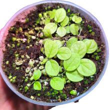 Carica l'immagine nel visualizzatore di Gallery, Questa affascinante pianta rampicante, proveniente dalle foreste pluviali del Costa Rica, è una specie epifita a crescita rapida appartenente alla rigogliosa flora centroamericana. Vive naturalmente aggrappandosi a tronchi e rocce umide, espandendosi con fusti sottili e flessibili che formano fitte trame di foglioline luminose.