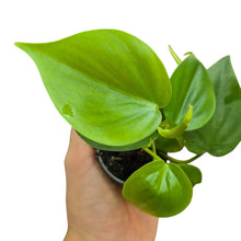 Carica l'immagine nel visualizzatore di Gallery, Un grande classico dell’arredo verde: il Philodendron scandens, conosciuto anche come Philodendron hederaceum o cuore verde, è una delle piante da interno più amate per la sua bellezza semplice e la facilità di coltivazione. Originario delle foreste tropicali del Centro e Sud America, in natura cresce come rampicante epifita, arrampicandosi sugli alberi con radici aeree e formando lunghe liane ricadenti.