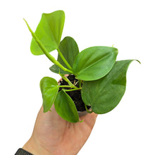 Carica l'immagine nel visualizzatore di Gallery, Un grande classico dell’arredo verde: il Philodendron scandens, conosciuto anche come Philodendron hederaceum o cuore verde, è una delle piante da interno più amate per la sua bellezza semplice e la facilità di coltivazione. Originario delle foreste tropicali del Centro e Sud America, in natura cresce come rampicante epifita, arrampicandosi sugli alberi con radici aeree e formando lunghe liane ricadenti.