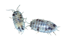 Load image into Gallery viewer, Muovi i primi passi nel mondo degli isopodi con questo kit completo di tutto il necessario,animali interessanti e facili da allevare che insegneranno ai più piccini la consapevolezza nel rispetto della natura.