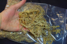 Carica l'immagine nel visualizzatore di Gallery, Muschio di sfangno secco di primissima qualità direttamente dal Cile. Utilizzato come componente per creare substrati per terrari tropicali grazie alla sua alta capacità di mantenere l'acqua al suo interno, ottimo come materiale di crescita e posizionamento per piante epifite come: orchidee, felci, bromeliacee, se mantenuto idratato e con corretta umidità può facilmente tornare vivo. Confezione da 120g.