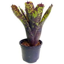 Load image into Gallery viewer, Le neoregelie producono molte foglie dai colori intensi e formano una rosetta rotonda e decorativa. La bromelia si riproduce creando piccole piante in miniatura dalla parte inferiore della pianta. Sotto le lampade Skylight i motivi sulla pianta si intensificheranno e alcune bromelie cambieranno persino colore, creando uno spettacolo incredibile. Pertanto, tutte le bromelie disponibili nel nostro negozio rendono il vostro terrario un pezzo unico!