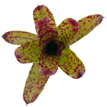 Carica l'immagine nel visualizzatore di Gallery, La Neoregelia Cheers è un vero classico. Bellissime macchie e motivi rosso vivo appaiono sulle foglie verdi vivide. Per risultati ottimali, questa bromelia dovrebbe essere sempre posizionata sotto le nostre luci a LED Skylight. Ci vuole tempo perché si formino le propaggini alla base di questa bromelia. Riceverai piante mature di circa 8-12 centimetri senza vaso.