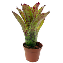 Carica l'immagine nel visualizzatore di Gallery, La Neoregelia Cheers è un vero classico. Bellissime macchie e motivi rosso vivo appaiono sulle foglie verdi vivide. Per risultati ottimali, questa bromelia dovrebbe essere sempre posizionata sotto le nostre luci a LED Skylight. Ci vuole tempo perché si formino le propaggini alla base di questa bromelia. Riceverai piante mature di circa 8-12 centimetri senza vaso.