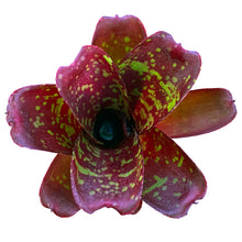 Carica l'immagine nel visualizzatore di Gallery, La Neoregelia Dartanion è una bellissima mini Neoregelia con una base rossa molto intensa e un motivo di punti giallo brillante. Non esattamente adatta alla crescita di girini ma molto decorativa e dona al tuo vivario un aspetto molto naturale da "giungla". Questa bromelia rimarrà compatta e piccola creando molti "figli" rapidamente. Riceverai piante mature di circa 10 cm di altezza senza vaso.