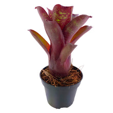 Carica l'immagine nel visualizzatore di Gallery, La Neoregelia Dartanion è una bellissima mini Neoregelia con una base rossa molto intensa e un motivo di punti giallo brillante. Non esattamente adatta alla crescita di girini ma molto decorativa e dona al tuo vivario un aspetto molto naturale da "giungla". Questa bromelia rimarrà compatta e piccola creando molti "figli" rapidamente. Riceverai piante mature di circa 10 cm di altezza senza vaso.