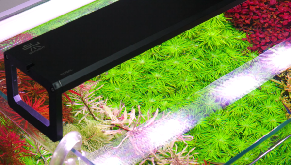 Illuminazione per acquari e terrari: scopri il mondo Skylight