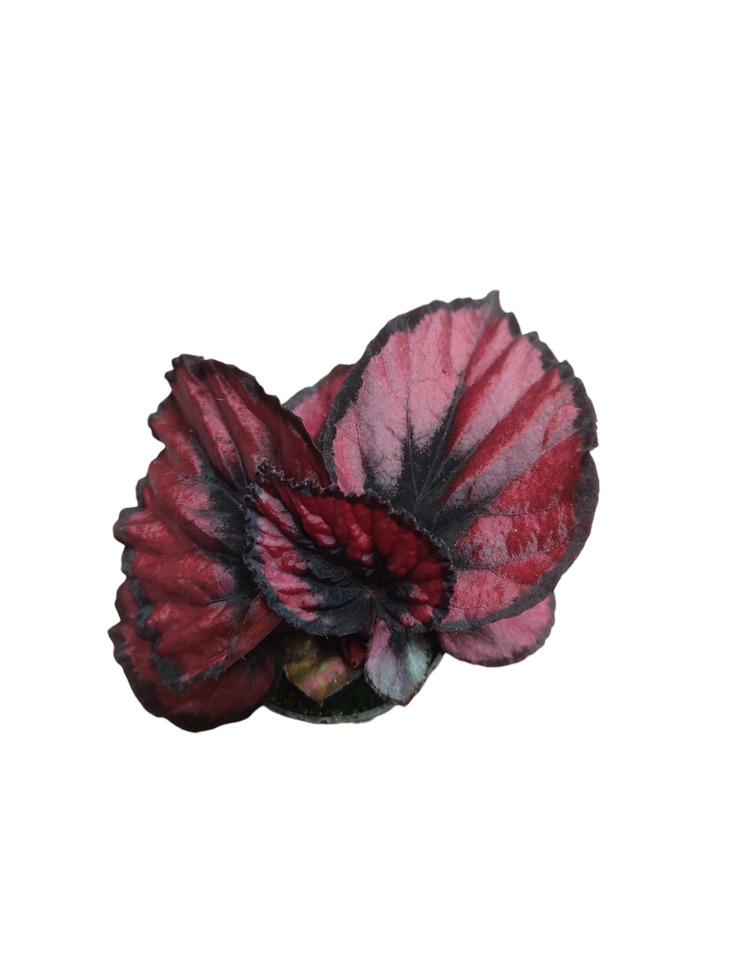La Begonia, appartenente alla famiglia delle Begoniacee, è un genere ricco di numerose specie, accompagnate da una vasta gamma di varietà e ibridi. Alcune di queste specie catturano l'attenzione per la loro straordinaria bellezza e peculiarità del fogliame, mentre altre si distinguono per le abbondanti fioriture.