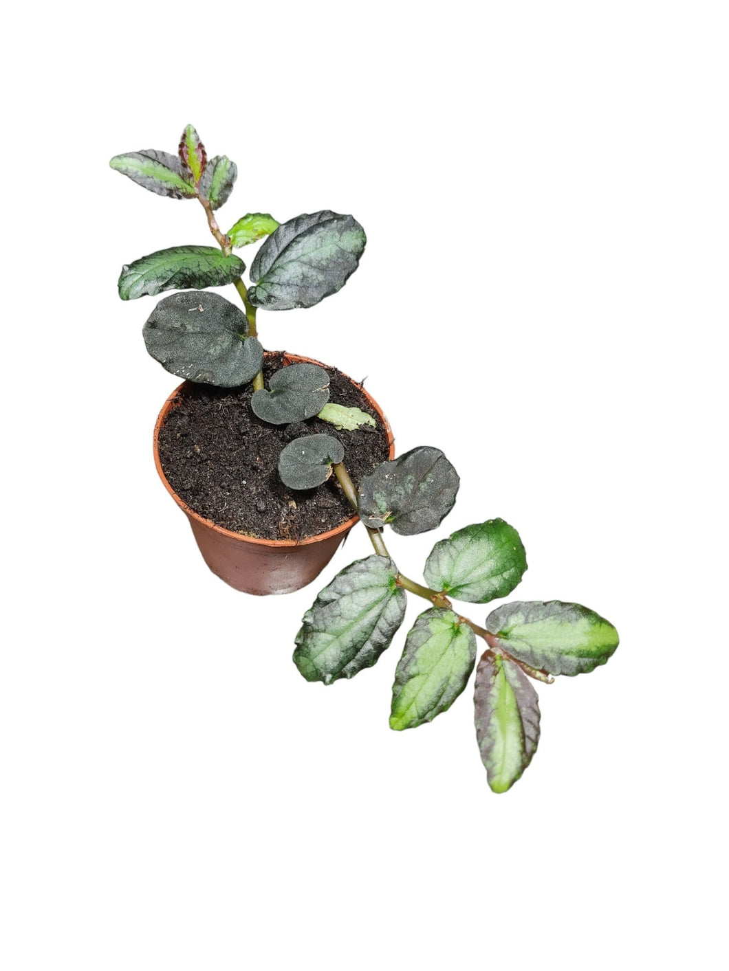 La Pellionia repens è una pianta perenne erbacea appartenente alla famiglia delle Urticaceae. 