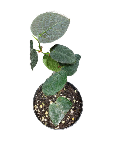 Questo tipo di Ficus ha piccole foglie grigiastre a forma di cuore ed è generalmente considerato una delle piante da terrario più facili da curare e mantenere. Un'altra specie di Ficus, caratterizzata da foglie grandi, proviene dall'Asia e prospera in ambienti con temperature calde e alta umidità.