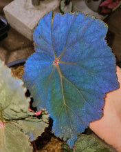 Carica l&#39;immagine nel visualizzatore di Gallery, Questa cultivar è stata selezionata da Tim Anderson (Fairchild Tropical Garden, Florida, USA). Ha un bellissimo fogliame scuro con un leggero motivo e un ricco lato posteriore rosso. Ma la cosa più sorprendente è la sua fortissima iridescenza blu. Questa è (nella nostra esperienza) ancora più pronunciata rispetto alla famosa Begonia pavonina!
