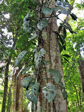 Load image into Gallery viewer, Monstera acuminata si trova dal Costa Rica al Messico. Lì cresce nelle foreste pluviali tropicali e si arrampica sugli alberi, le foglie appuntite a forma di cuore di Monstera acuminata sono di un verde intenso e lucenti. Crescono fino a raggiungere una lunghezza di ben 15 centimetri. Pianta perfetta per ogni terrario tropicale!
