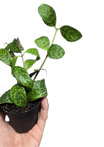 L’Aeschynanthus marmoratus è una pianta epifita tropicale appartenente alla famiglia delle Gesneriaceae, originaria delle foreste pluviali del Sud-Est asiatico, in particolare Malesia e Tailandia. In natura cresce aggrappata ai rami degli alberi o su rocce umide, in ambienti ombrosi e ricchi di umidità. È una specie apprezzata per il suo fogliame decorativo e per la resistenza in coltivazione, ideale come pianta ricadente o da terrario tropicale.