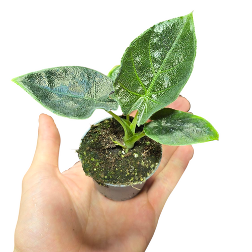 L'Alocasia ‘Antoro Velvet’ è una pianta affascinante e lussuosa, apprezzata per le sue foglie vellutate di un intenso verde scuro, che presentano venature argento e un aspetto quasi metallico. Il suo portamento elegante e la texture unica delle foglie rendono questa pianta una vera e propria opera d’arte naturale, ideale per chi cerca un tocco esotico e sofisticato.