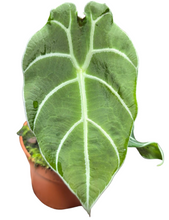 Load image into Gallery viewer, L’Alocasia Watsoniana è una pianta spettacolare e resistente, caratterizzata da grandi foglie lucide di un verde intenso, dalla forma ovale e dalle venature evidenti. Originaria delle foreste tropicali asiatiche, questa pianta si distingue per il suo portamento imponente e le dimensioni generose delle foglie, che le conferiscono un aspetto esotico e lussuoso.
Una rarità che somiglia molto ad Anthurium come portamento e forma fogliare.
