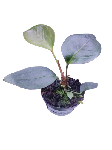 L'Anthurium scandens è una specie di pianta del genere Anthurium. Nativa dal Messico al sud-est del Brasile, è la specie di Anthurium più diffusa nelle Americhe e si estende anche ai Caraibi tra cui Haiti, Porto Rico, Giamaica e altre nazioni.