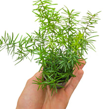 Carica l&#39;immagine nel visualizzatore di Gallery, Porta freschezza e leggerezza nei tuoi spazi con l’Asparagus densiflorus “Sprengeri”, una pianta ornamentale apprezzata per il suo portamento ricadente e il fogliame sottile ed elegante. Originario del Sudafrica, in natura cresce come pianta perenne cespugliosa nelle zone soleggiate e semiombreggiate, spesso espandendosi come coprisuolo o arrampicandosi tra la vegetazione circostante.
