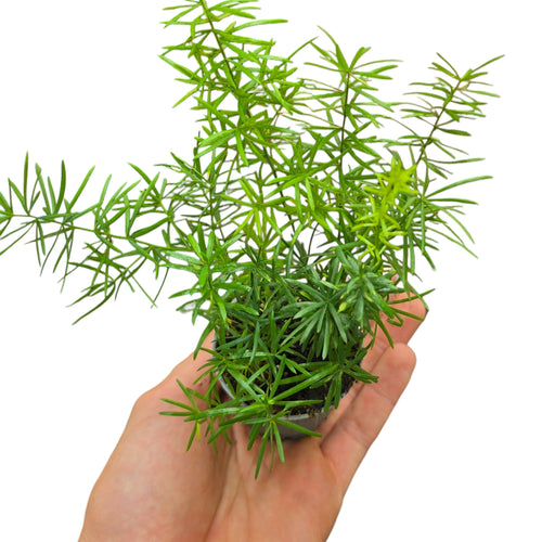 Porta freschezza e leggerezza nei tuoi spazi con l’Asparagus densiflorus “Sprengeri”, una pianta ornamentale apprezzata per il suo portamento ricadente e il fogliame sottile ed elegante. Originario del Sudafrica, in natura cresce come pianta perenne cespugliosa nelle zone soleggiate e semiombreggiate, spesso espandendosi come coprisuolo o arrampicandosi tra la vegetazione circostante.