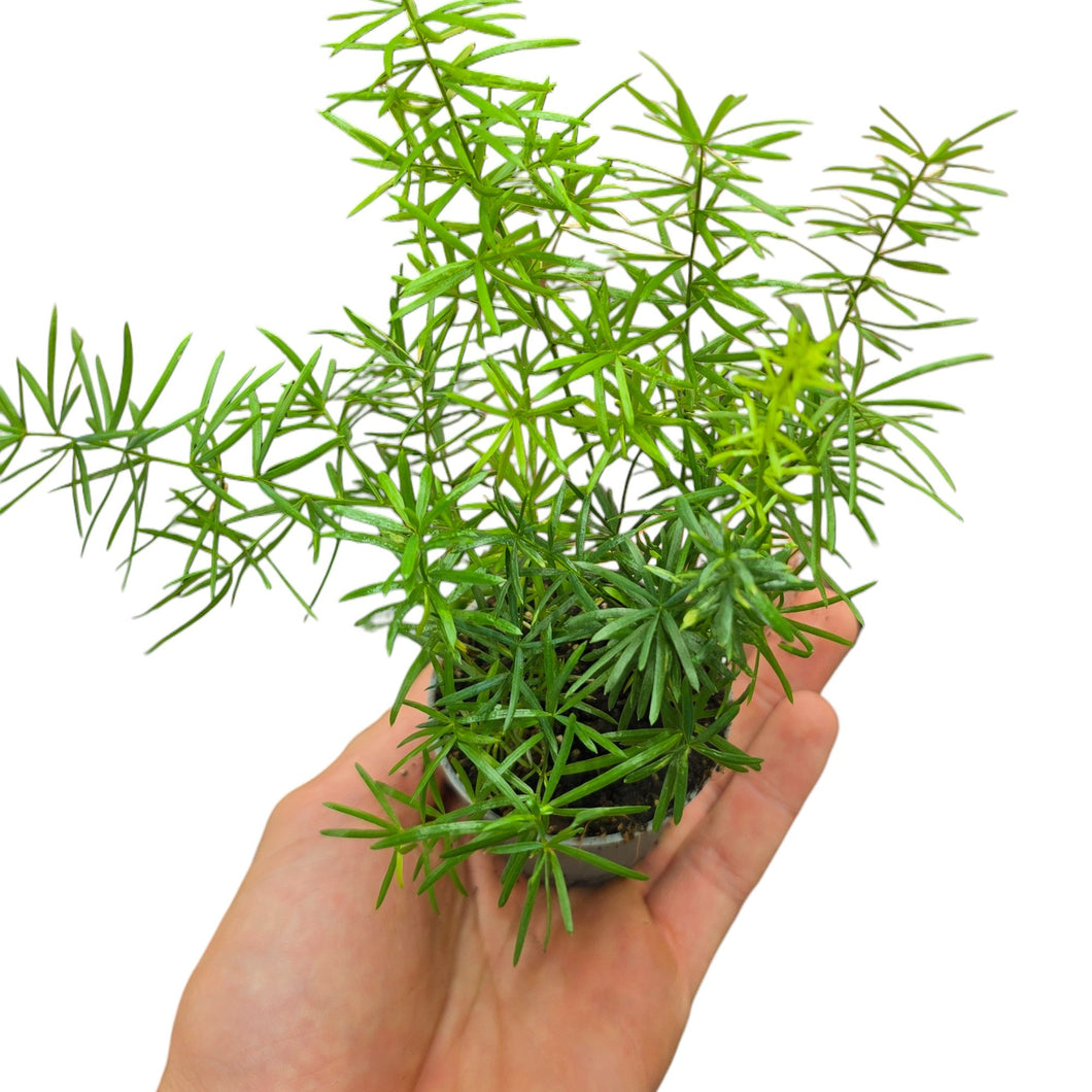 Porta freschezza e leggerezza nei tuoi spazi con l’Asparagus densiflorus “Sprengeri”, una pianta ornamentale apprezzata per il suo portamento ricadente e il fogliame sottile ed elegante. Originario del Sudafrica, in natura cresce come pianta perenne cespugliosa nelle zone soleggiate e semiombreggiate, spesso espandendosi come coprisuolo o arrampicandosi tra la vegetazione circostante.