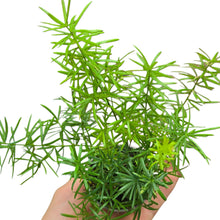 Carica l&#39;immagine nel visualizzatore di Gallery, Porta freschezza e leggerezza nei tuoi spazi con l’Asparagus densiflorus “Sprengeri”, una pianta ornamentale apprezzata per il suo portamento ricadente e il fogliame sottile ed elegante. Originario del Sudafrica, in natura cresce come pianta perenne cespugliosa nelle zone soleggiate e semiombreggiate, spesso espandendosi come coprisuolo o arrampicandosi tra la vegetazione circostante.
