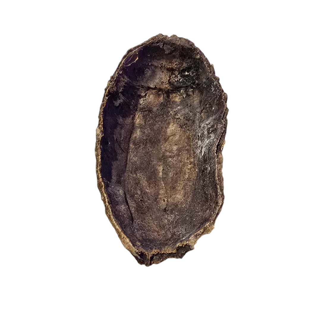 Mezza ciotola aperta di cacao, ottima come arredo naturalistico e piccola ciotola naturale per acqua.