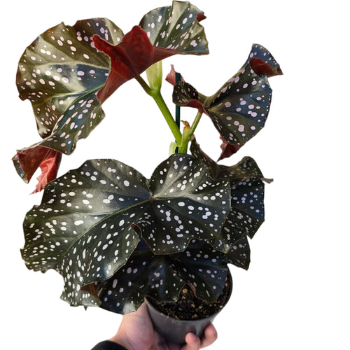 Un classico dal fascino tropicale rivisitato: la Begonia “Cracklin’ Rosie” è una cultivar ornamentale che ricorda la celebre Begonia maculata, ma si distingue per le sue delicate sfumature rosa e la puntinatura rosacea che impreziosisce il fogliame. Elegante e scenografica, unisce un portamento ordinato a un colore unico, rendendola protagonista in ogni collezione o ambiente interno.