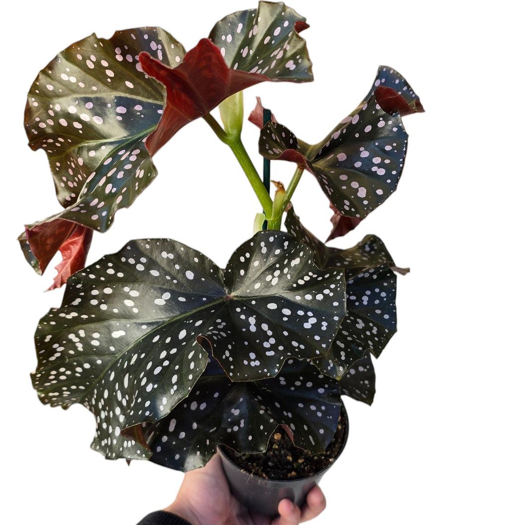 Un classico dal fascino tropicale rivisitato: la Begonia “Cracklin’ Rosie” è una cultivar ornamentale che ricorda la celebre Begonia maculata, ma si distingue per le sue delicate sfumature rosa e la puntinatura rosacea che impreziosisce il fogliame. Elegante e scenografica, unisce un portamento ordinato a un colore unico, rendendola protagonista in ogni collezione o ambiente interno.