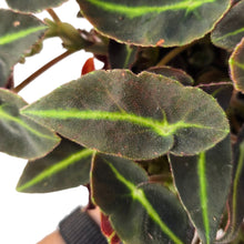 Carica l&#39;immagine nel visualizzatore di Gallery, Regala un tocco tropicale ed elegante ai tuoi spazi con la Begonia ‘Listada’, una specie rara e molto apprezzata per il suo fogliame vellutato e dai contrasti sorprendenti. Le foglie sono allungate, di un verde profondo quasi vellutato, attraversate da una marcata venatura centrale color lime brillante che crea un effetto grafico distintivo. Il retro foglia, di un caldo rosso vinaccia, aggiunge ulteriore fascino e tridimensionalità.
